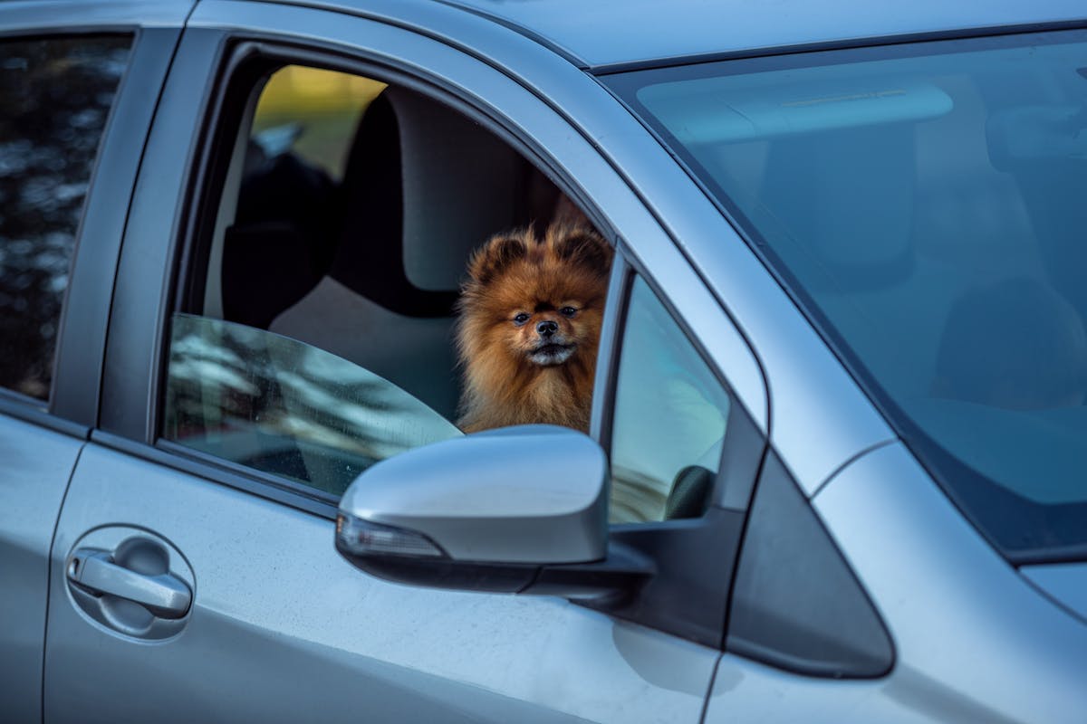 A Dog in a Car