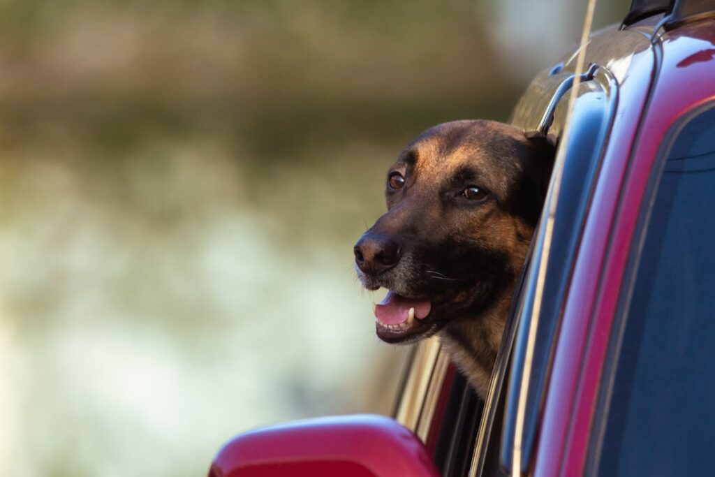 Belgian Shepherd Enjoying a Car Ride